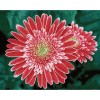 Ψηφιδωτό Diamond Dotz - Pink Gerberas (Tετράγωνα Diamonds) DQ10.001