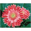 Ψηφιδωτό Diamond Dotz - Pink Gerberas (Tετράγωνα Diamonds) DQ10.001